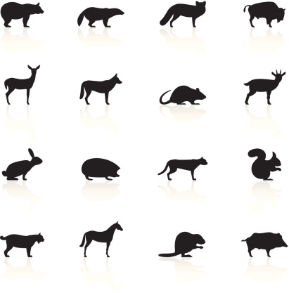 Illustration representing different wild animals.