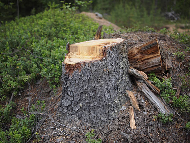 istock Freshly sawed big fir tree stump in spring forest 452394889