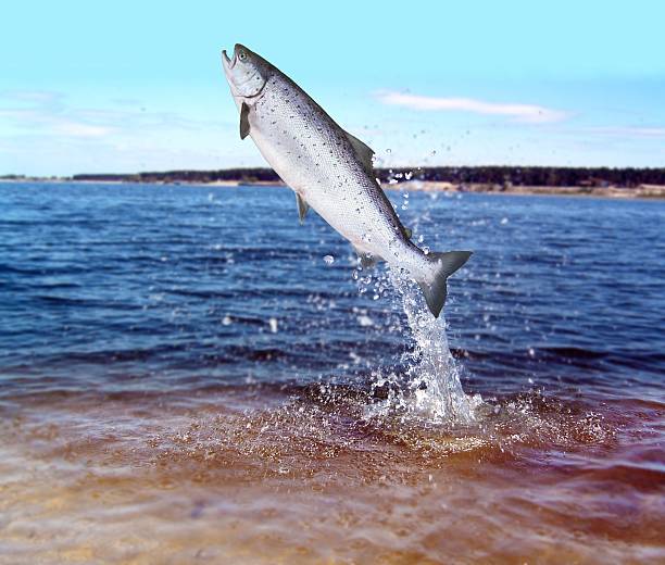 springen aus dem wasser lachs - salar stock-fotos und bilder