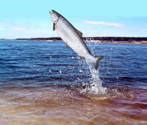 jumping out from water salmon  on sea background