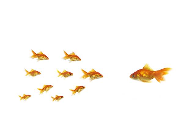 istock flowing goldfish opposite shoal 452399669