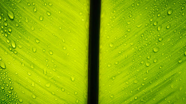 istock Texture green leaf with drops of water. 452400039