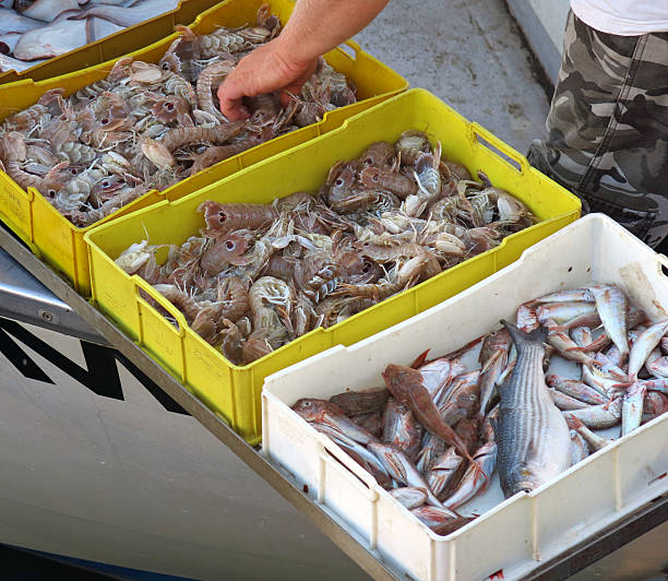 istock cannocchie fresh fish freshly caught from a fisherman 452400041