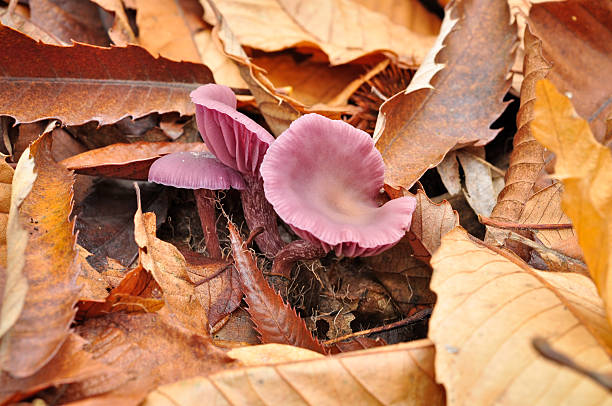 Hygrocybe stock photo