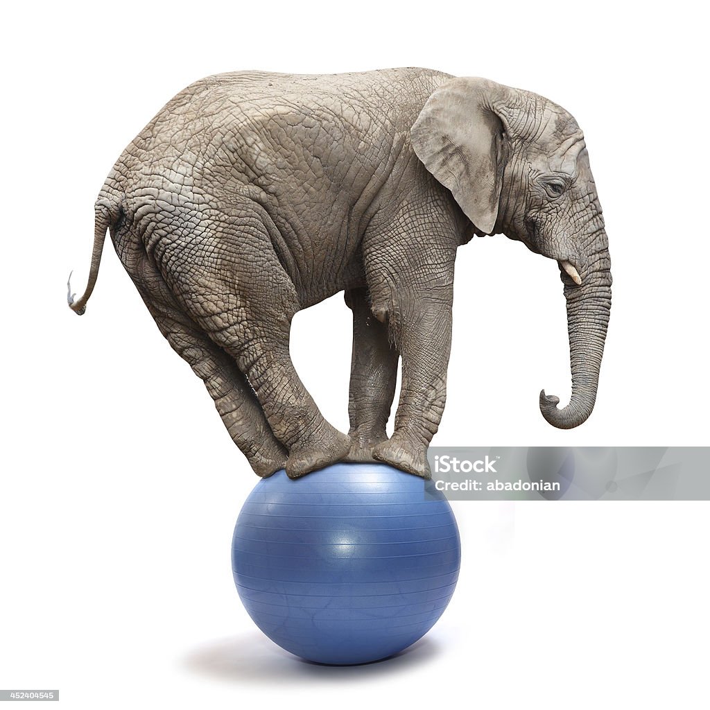 Playful elephant. African elephant (Loxodonta africana) balancing on a blue ball. Elephant Stock Photo