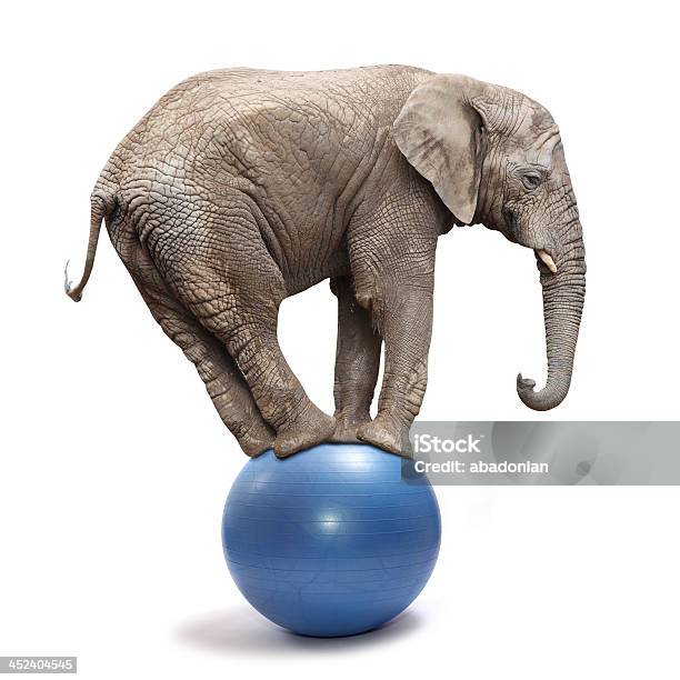 Playful Elephant Stock Photo - Download Image Now - Elephant, Circus, Balance