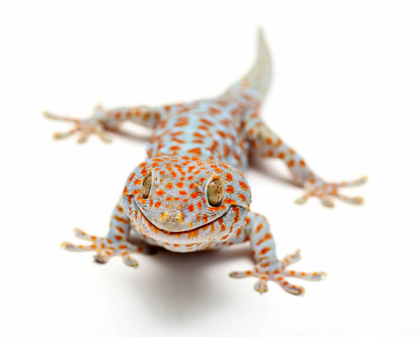 istock Tokay Gecko Thailand on white background 452404603