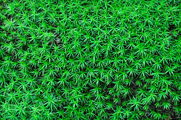 Green moss stock photo