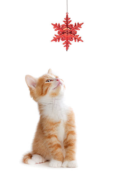 Cute Orange Kitten Playing with a Christmas Ornament on White