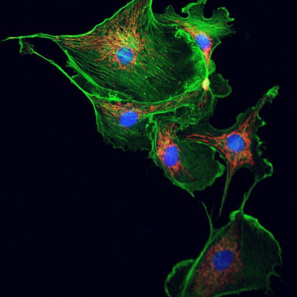 kuvapankkikuvat ja rojaltivapaat kuvat aiheesta solusytoskeleton elektronisella mikroskoopilla - cytoskeleton