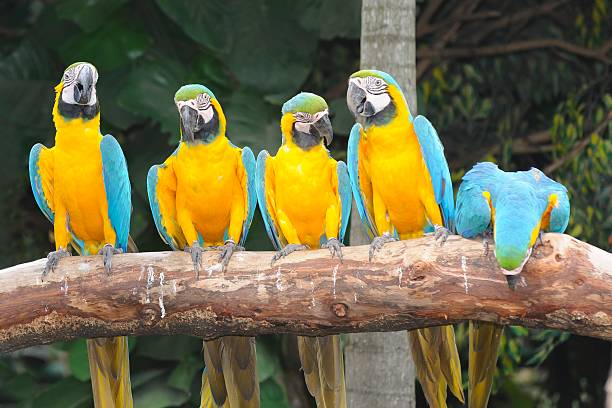 istock Colorful macaw sitting on the perch. 452405987