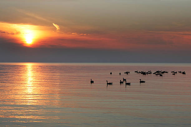 istock Flock of Canada Geese on Lake Huron at Sunset 452406725