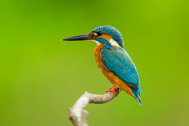 Common kingfisher perched on a branch Close up of Common kingfisher minnow fish photos stock pictures, royalty-free photos & images