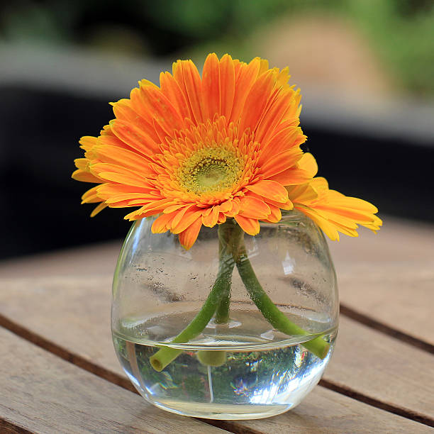 Beautiful gerbera or Barberton daisy Beautiful gerbera or Barberton daisy flower make over series stock pictures, royalty-free photos & images