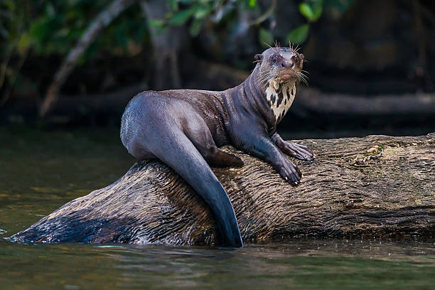 Giant otter standing log peruvian Amazonian jungle Madre de Dios Giant otter standing on log in the peruvian Amazonian jungle at Madre de Dios peruvian amazon stock pictures, royalty-free photos & images