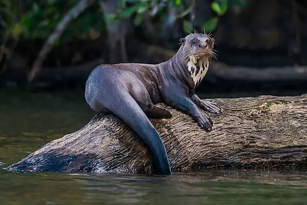 Photo of Giant otter standing log peruvian Amazonian jungle Madre de Dios