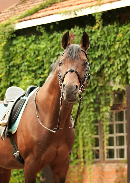 istock wonderful breed dressage bay stallion front stable 452420699