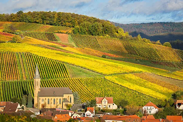 Vineyards with autumn colors, Pfalz, Germany