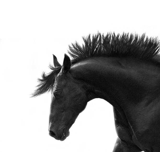 istock Freedom breed sportive stallion isolated on white 452462213
