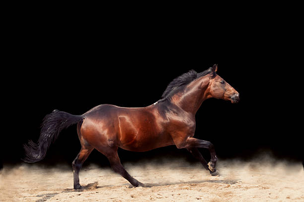 istock galloping beautiful sportive  horse isolated on black background 452462265