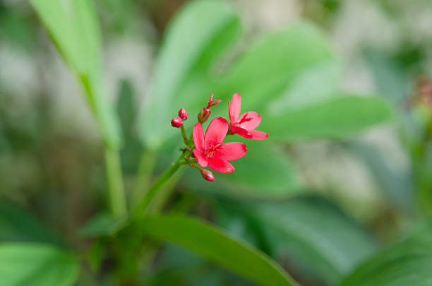 istock Peregrina or Spicy jatropha 452462523