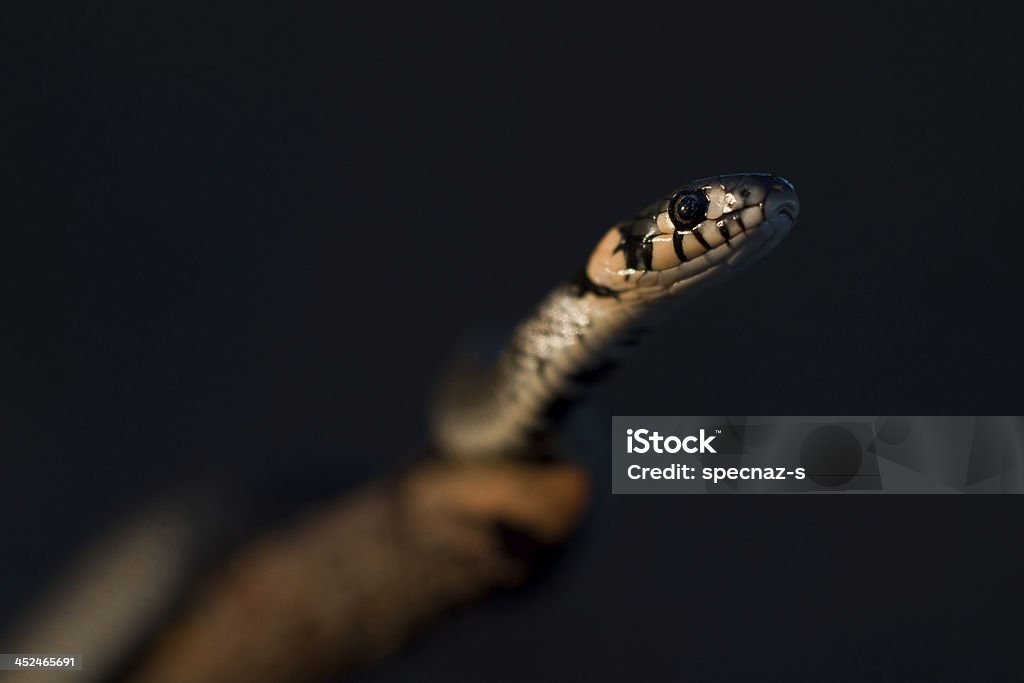snake hunting at dusk snake lurks in the dark on the tree Adder Stock Photo