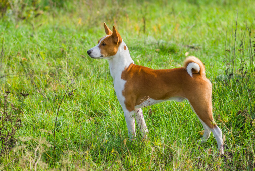 Cute Basenji dog - troop leader in the wild autumnal grass.