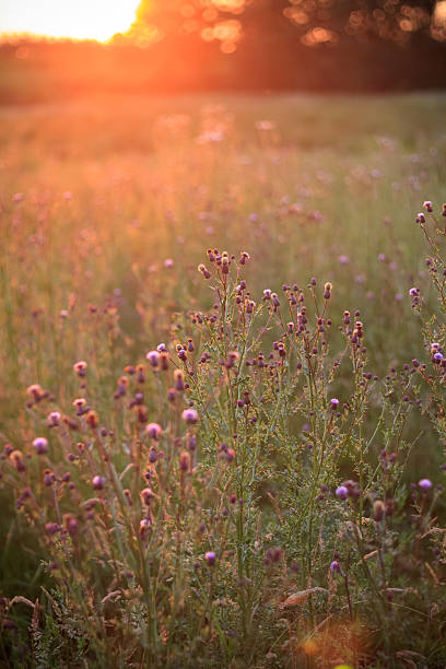 istock wild flowers in the setting sun 452467615
