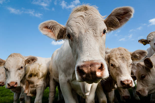istock Herd of charolais cattle. 452467957