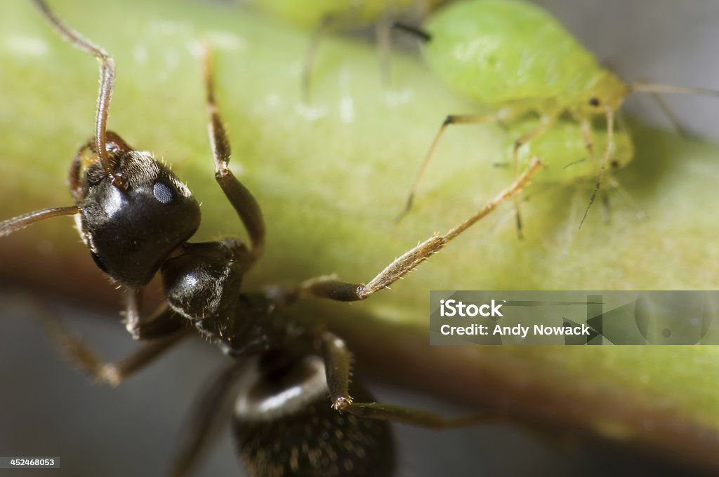 ant with aphids Macro recording get an individual Ant together with green aphids on a plant stem Animal Stock Photo