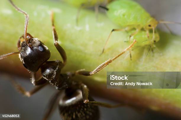 Ant With Aphids Stock Photo - Download Image Now - Animal, Ant, Aphid