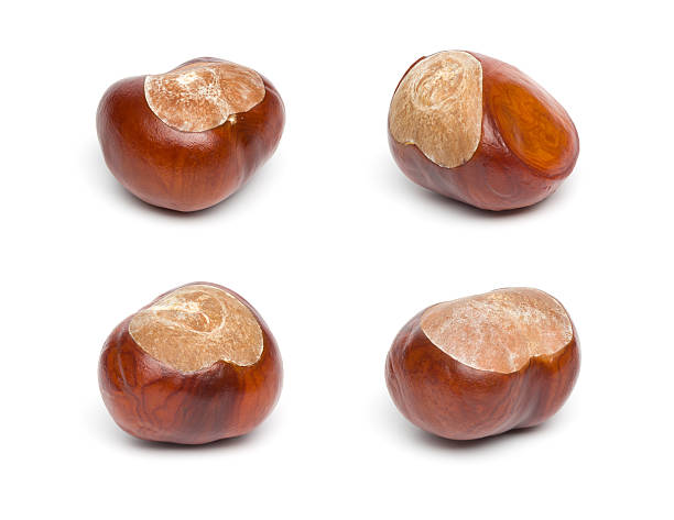 Autumn - Four Chestnuts Isolated on White Series of Isolated on white autumnal scenes chestnut isolated single object autumn stock pictures, royalty-free photos & images