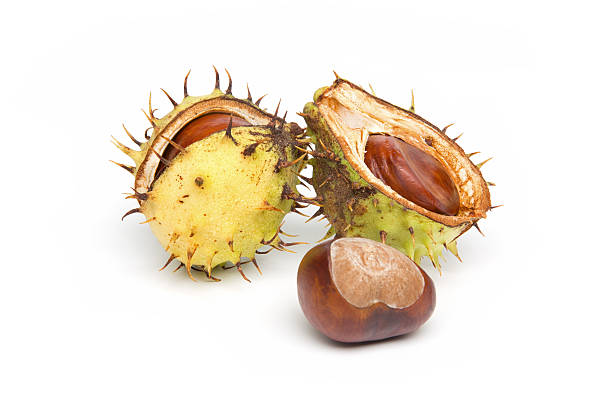istock Autumn - Chestnuts Still-Life with Hull, on White Background 452468483