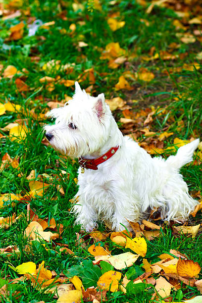 istock Beautiful westie portrait in autumn park 452470657