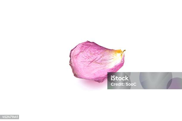 Dry Purple Petal Stock Photo - Download Image Now - Backgrounds, Dry, Horizontal