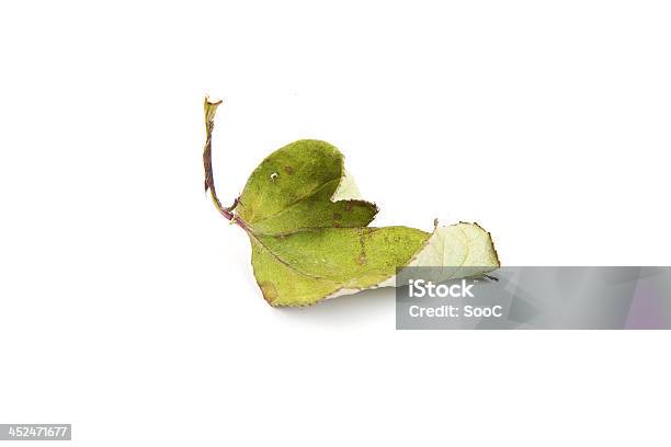 Dry Green Leave Stock Photo - Download Image Now - Backgrounds, Dead Plant, Dry