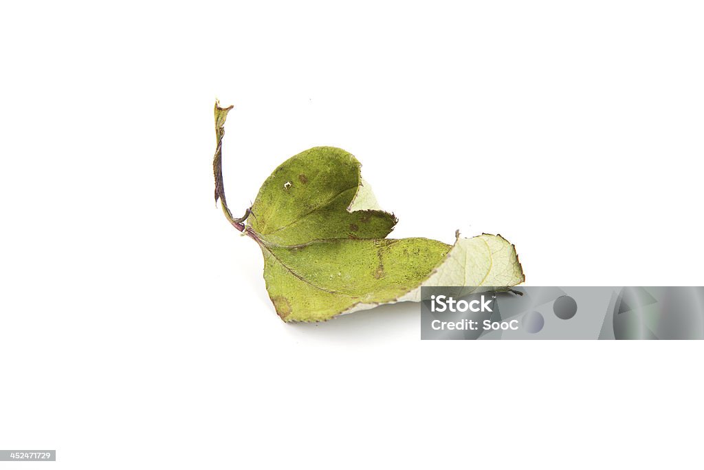 Old Green Leave Old Green Leave with White Background Backgrounds Stock Photo