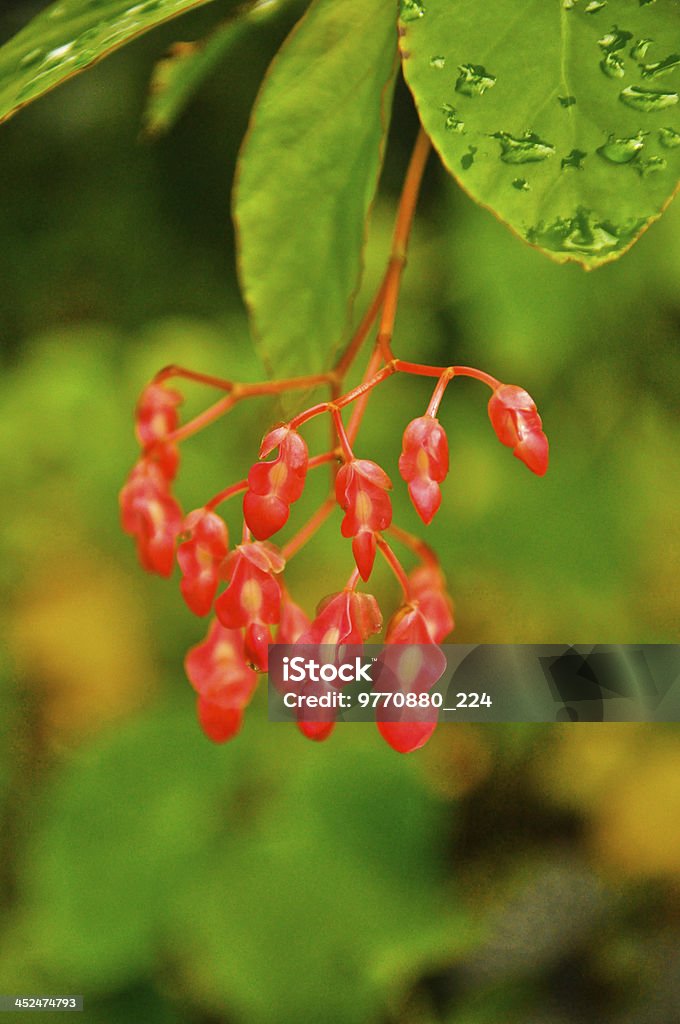 tiny bleeding  red flowers in spring with green background,Thailand tiny bleeding  red flowers in spring  with green background,Thailand Backgrounds Stock Photo