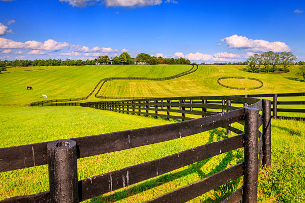 Scenic image of a horse farm with black wooden fences