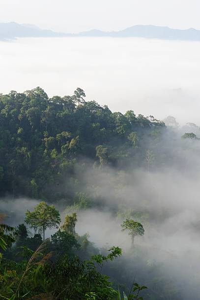 istock Tropical mountain mist in rain-forest Thailand. 452476979