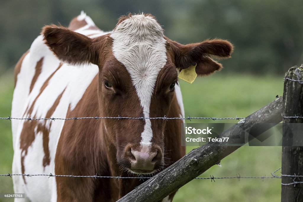 german cow an a pasture Agricultural Field Stock Photo
