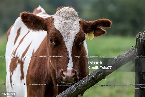 German Cow An A Pasture Stock Photo - Download Image Now - Agricultural Field, Agriculture, Animal