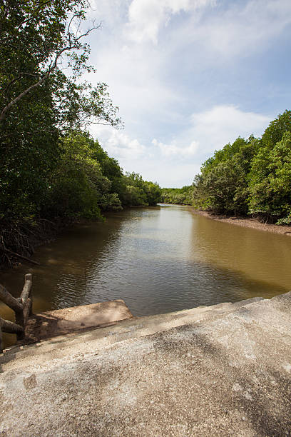 istock Port way in the mangrove forest. 452478645