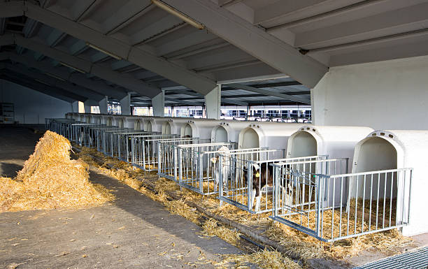 Young calves cages Separate cages for young calves in open stable animal pen stock pictures, royalty-free photos & images