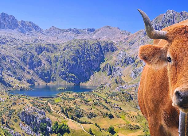 Cow grazing in the montaÃ±a.