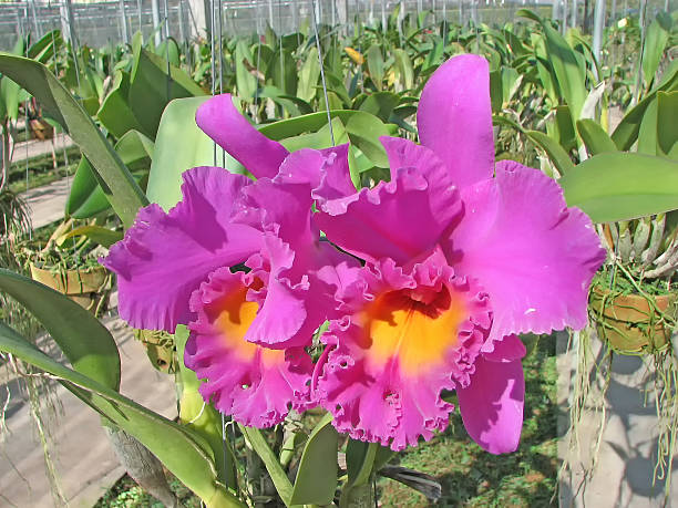 istock Orchids in the garden. 452493217