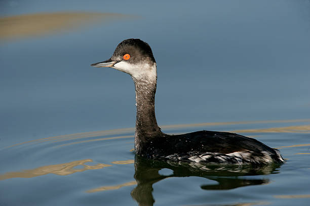 istock Black-necked grebe, Podiceps nigricollis 452493953