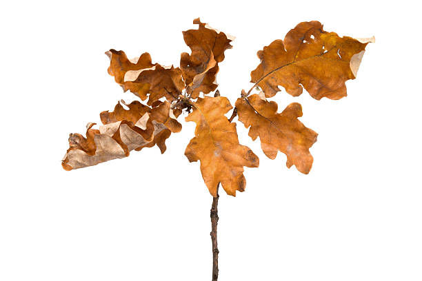 istock Autumn - Acorn Leafs, Isolated on White 452497007