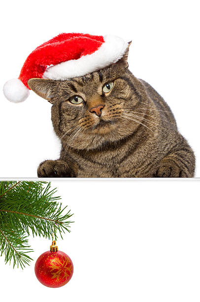 istock Gray cat with red Santa Claus hat . 452497313