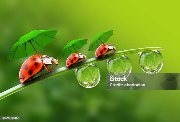 Three Ladybugs With Umbrela Walking On The Grass Stock Photo - Download Image Now - Humor, Meteorology, Rainy Season